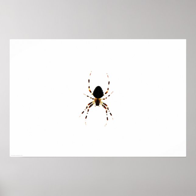 Poster Wapcn de aranha (Frente)