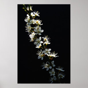 Poster Wapcn Hawthorn Flowers