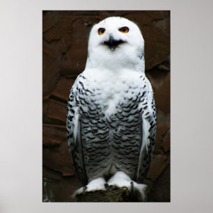Poster Wapcn Snowy Owl