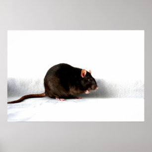 Poster Wapcnm de rato