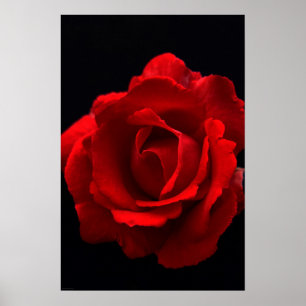 Poster wapm rosa vermelha