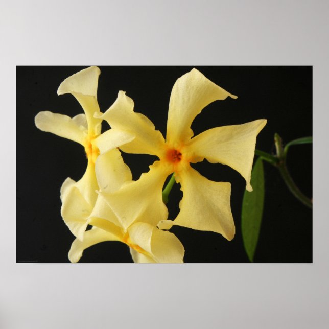 Poster Wapnm da Flor Star Jasmine (Frente)