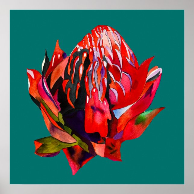 Poster Waratah flor nativa australiana aquarela (Frente)