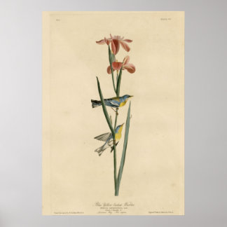 Póster Warbler Amarelo Azul