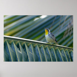Póster Warbler Amarelo-Trocado em uma Palmeira