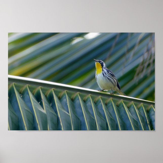 Póster Warbler Amarelo-Trocado em uma Palmeira (Frente)