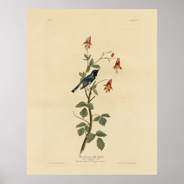 Poster Warbler Azul com Garganta Negra, Aves de Audubon A (Frente)