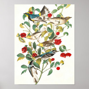 Poster Warbler de John James Audubon