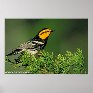 Póster Warbler de ouro