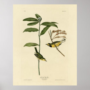 Poster Warbler Hooded das Aves da América de Audubon