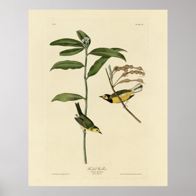 Poster Warbler Hooded das Aves da América de Audubon (Frente)