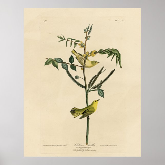 Poster Warbler Infantil das Aves da América de Audubon (Frente)