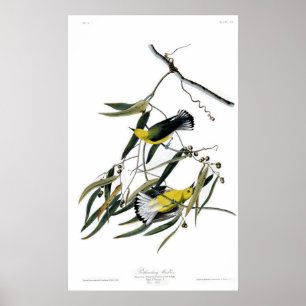 Póster Warbler Prothonotário
