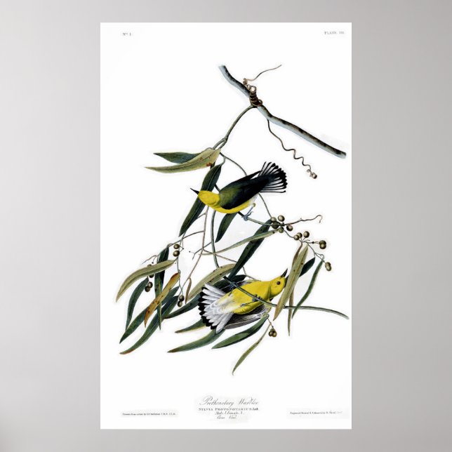 Póster Warbler Prothonotário (Frente)