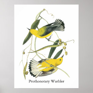 Póster Warbler Prothonotário, John Audubon