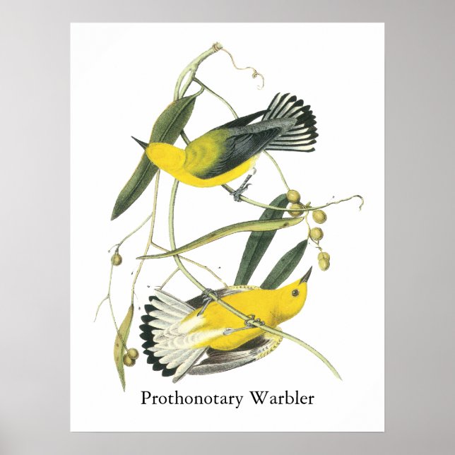 Póster Warbler Prothonotário, John Audubon (Frente)