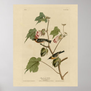 Poster Warbler torrado - Pássaros da América de Audubon