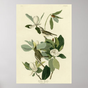 Póster Warbling Flycatcher