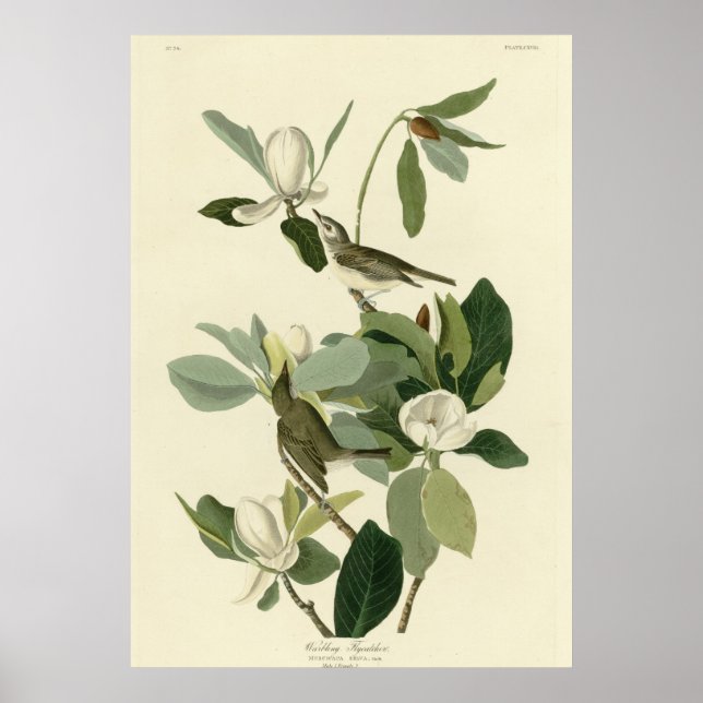 Póster Warbling Flycatcher (Frente)