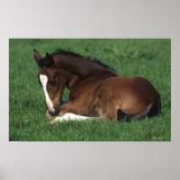 Warmblood Foding