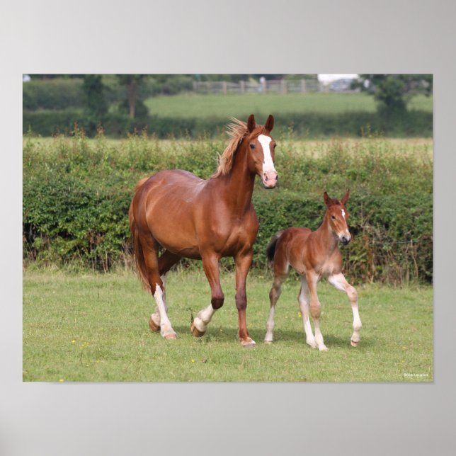Poster Warmblood Mare e Foal andando juntos (Frente)