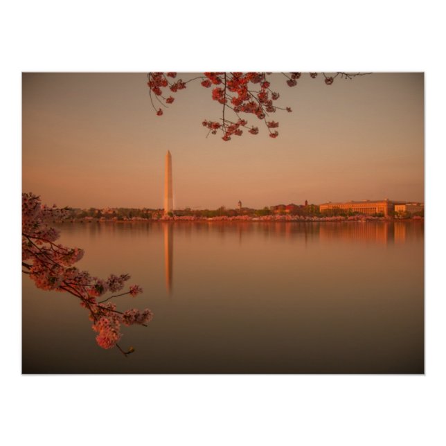 Póster Washington Monument Sakura no pôr do sol. (Frente)