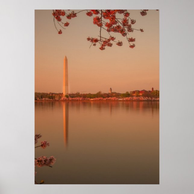 Póster Washington Monument Sakura no pôr do sol. (Frente)