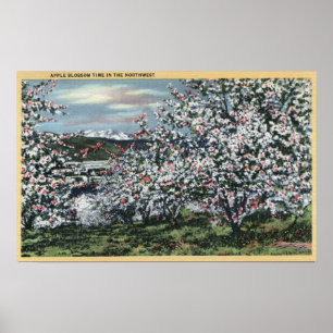 Poster Washington - vista de árvores de Apple na flor