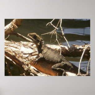 Póster Water Dragon