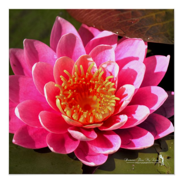 Póster Water Lilly (Frente)