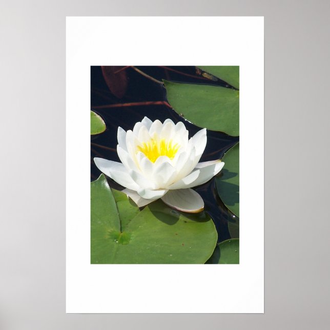 Póster Water Lilly (Frente)