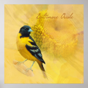 Póster Watercolor Baltimore Oriole