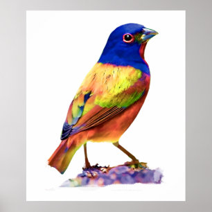 Póster Watercolor Painted Bunting Song Bird