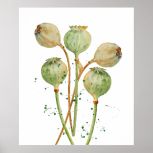 Poster Watercolor Poppy Seed Pods