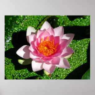 Poster Waterlily