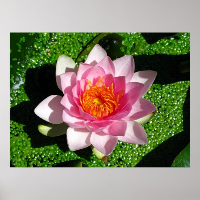 Poster Waterlily (Frente)