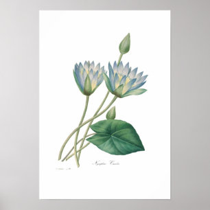 Póster Waterlily azul