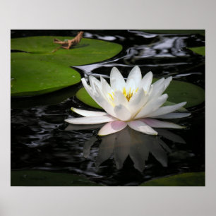 Póster Waterlily branco