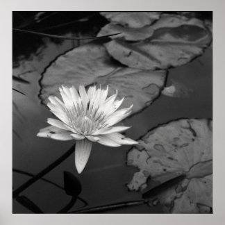 Póster Waterlily em flor