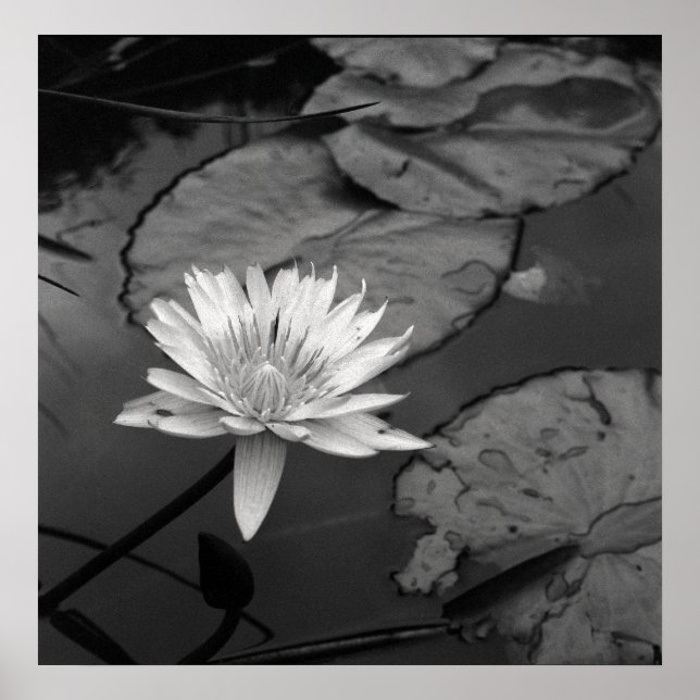 Póster Waterlily em flor (Frente)