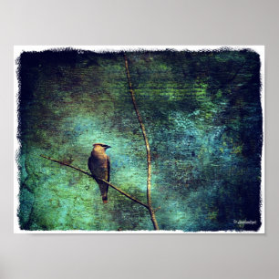 Póster Waxwing de cedro