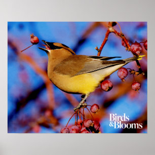 Póster Waxwing de cedro