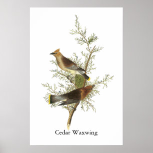 Póster Waxwing de cedro, John Audubon
