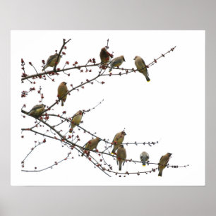 Poster Waxwings de cedro