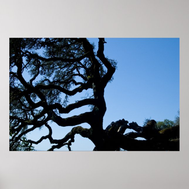 Póster Wayward Oak (Frente)