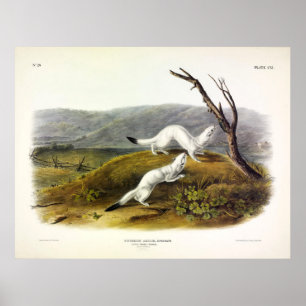 Poster Weasel, Weasel de cauda longa - Audubon