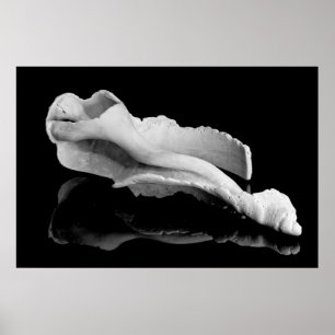 Póster Weatherd Conch