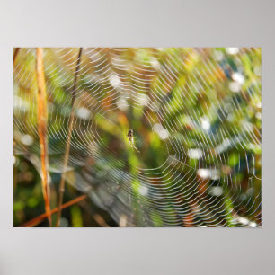 Póster Web de aranha