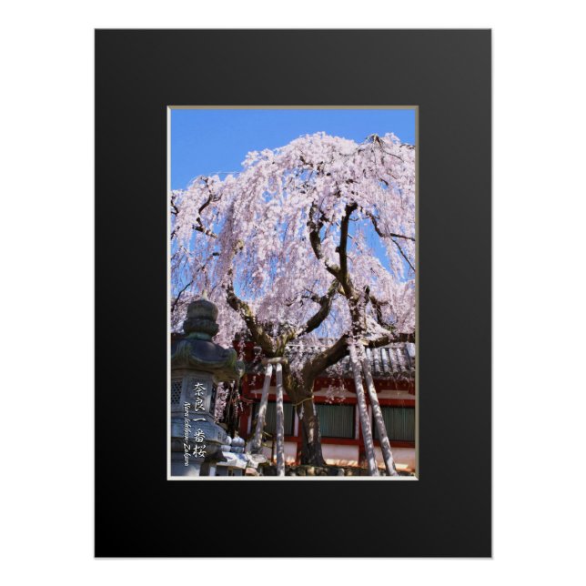 Póster Weeping cherry tree ("Nara Ichiban-Zakura") (Frente)