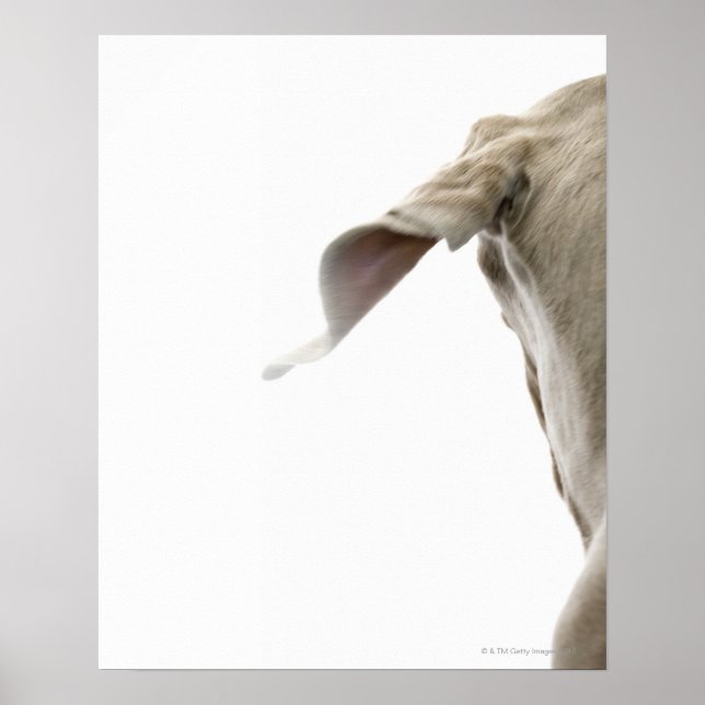 Póster Weimaraner 2 (Frente)